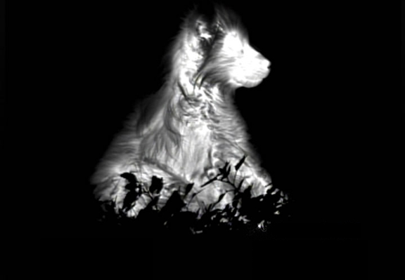 熱成像夜視儀與普通夜視儀有什么區(qū)別？一文看懂兩種“夜間視覺”設備