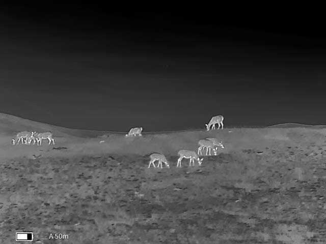 红外热成像：赋能野生动物保护，构建生态和谐