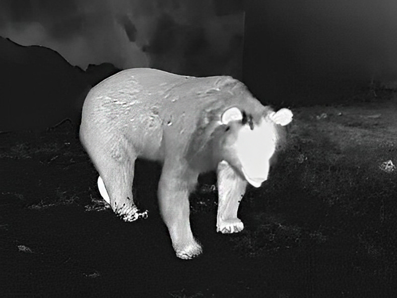 熊