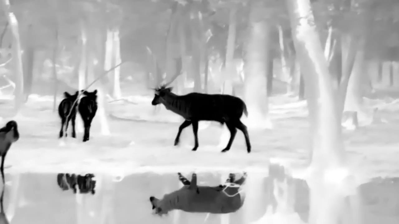 红外热成像在生态保护中的价值:看不见的温度,看得见的守护 红外热成像在生态保护中的价值:看不见的温度,看得见的守护